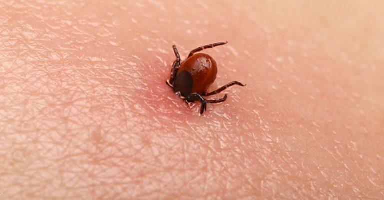 evde-kene-nasil-cikarilir